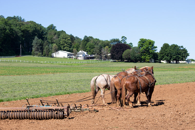 Horses plowing in a road